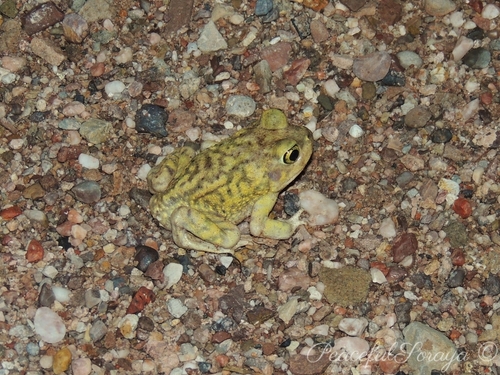 Couch's Spadefoot