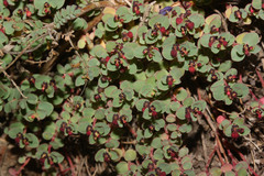 Euphorbia melanocarpa image