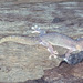 Gehyra australis - Photo (c) Paul Freed, todos los derechos reservados, subido por Paul Freed