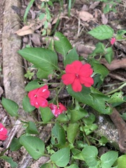 Impatiens walleriana image