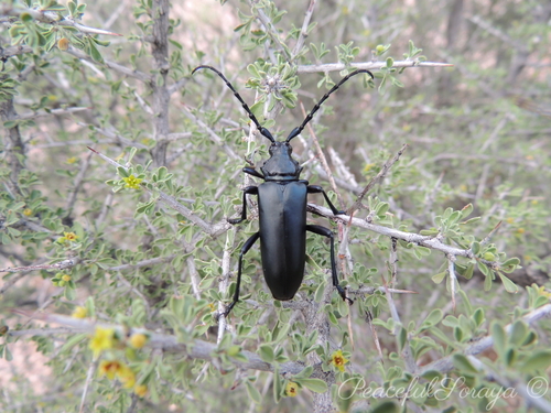 Stenaspis solitaria