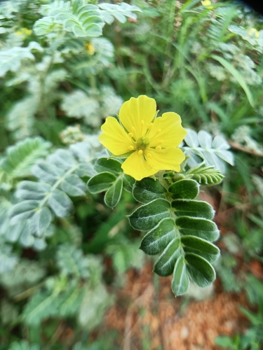 puncture vine