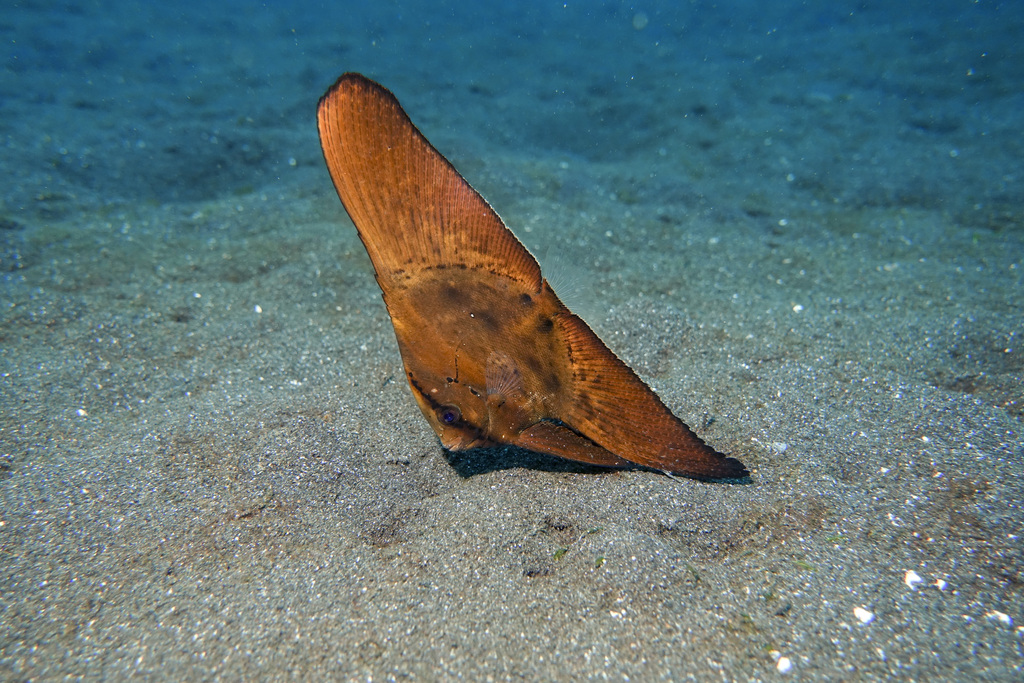 Rear Bat Fish Round Batfish from Lembeh Strait, Indonesia on July 14, 2019 at 04:43 ...