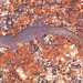 Gehyra purpurascens - Photo (c) Paul Freed, todos os direitos reservados, uploaded by Paul Freed