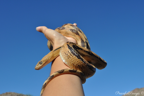 Trans-pecos Ratsnake