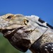 Iguana de Palo - Photo (c) Bill Levine, todos los derechos reservados