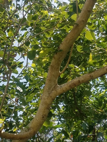 Indian Rosewood
