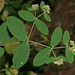 Euphorbia hyssopifolia - Photo 由 Ruth Ripley 所上傳的 (c) Ruth Ripley，保留所有權利