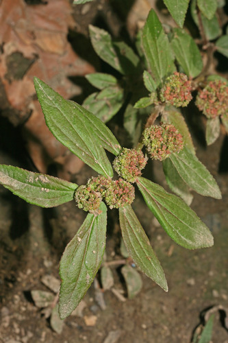 Asthma Plant