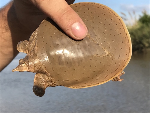 Smooth Softshell
