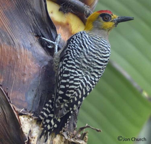 Golden-cheeked Woodpecker