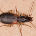 Cymindis - Photo (c) Mark Etheridge, all rights reserved