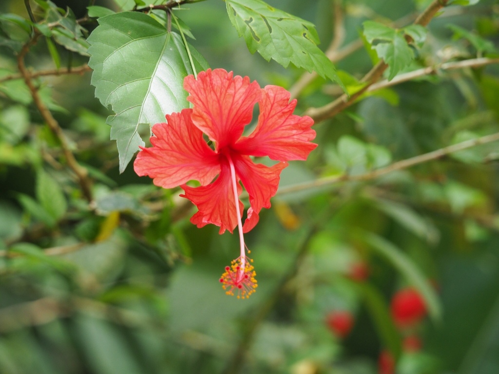 Hibiscus archeri (Hibiscus archeri)