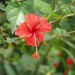Hibiscus Rosa-sinensis × Schizopetalus - Photo (c) sannent, all rights reserved