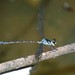 Blue-spotted Flatwing - Photo (c) lenachow, all rights reserved, uploaded by lenachow