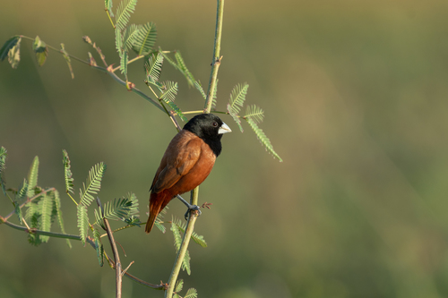 Chestnut Munia