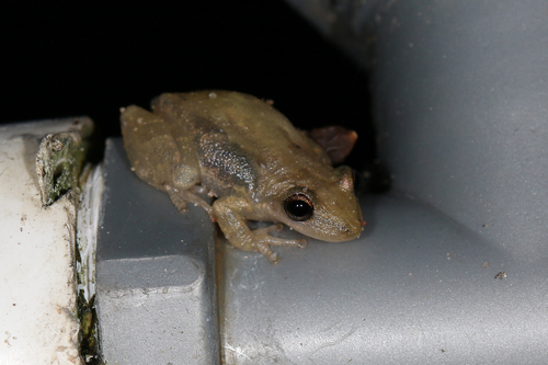 Stauffer's Tree Frog
