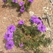 Glandularia wrightii - Photo (c) get_salty, todos los derechos reservados