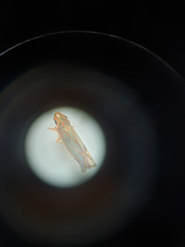 Ferrariana trivittata