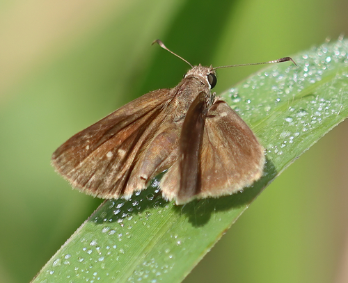Three-spotted Skipper