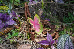 Caladium bicolor image