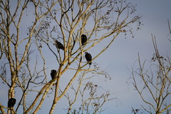 Coragyps atratus image