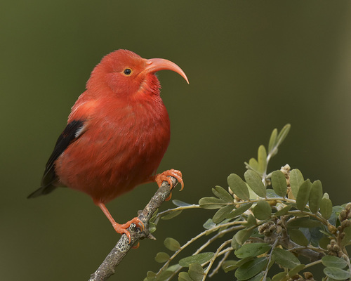ʻIʻiwi