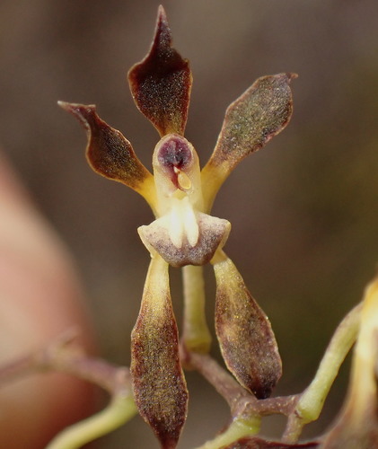 Cyrtochilum myanthum