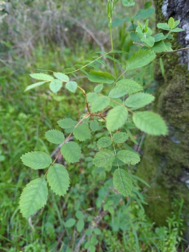 California Wild Rose foliage