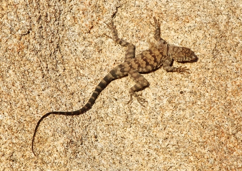 Banded Rock Lizard