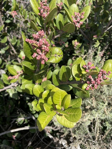 iNaturalist observation photo of lemonade berry