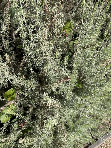 iNaturalist observation photo of California sagebrush