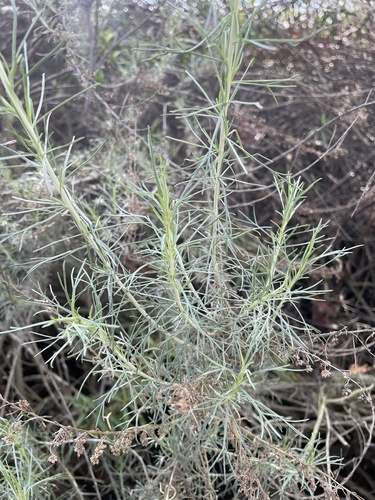 iNaturalist observation photo of California sagebrush