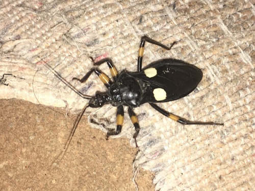 Whitespot Assassin Bug