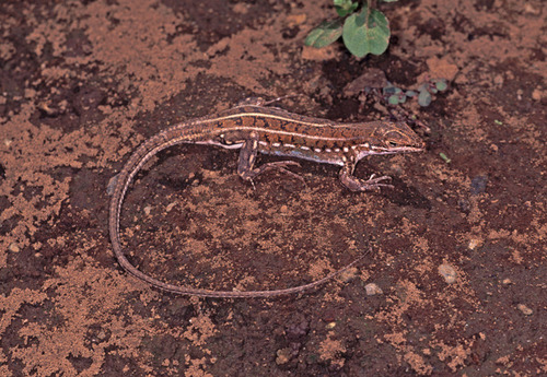 Speke’s sand lizard