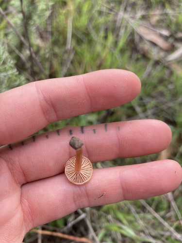 iNaturalist observation photo of Twiglets