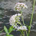 Valeriana officinalis sambucifolia - Photo (c) Tig, all rights reserved