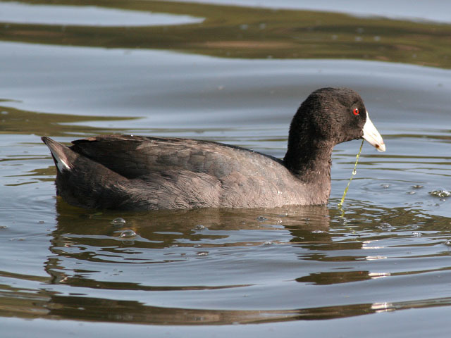 American Coot (More Mesa Bird Guide) · BioDiversity4All