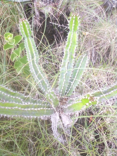 Euphorbia mlanjeana