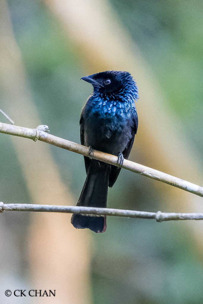 Lesser Racket-tailed Drongo (Dicrurus remifer) photo