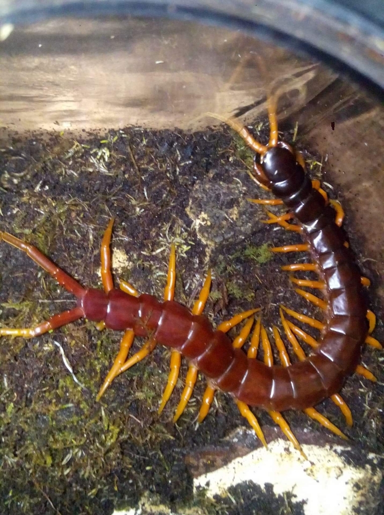 Scolopendra spinosissima from Poblacion, Jordan, Guimaras, Philippines ...