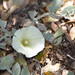 Calystegia malacophylla - Photo 由 Henry Fabian 所上傳的 (c) Henry Fabian，保留所有權利