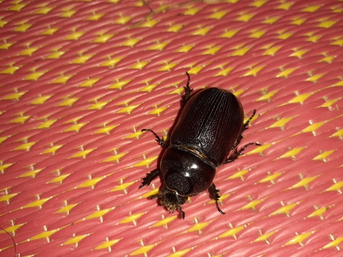 Coconut Rhinoceros Beetle