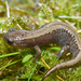 Siberian Salamander - Photo (c) Henk Wallays, all rights reserved
