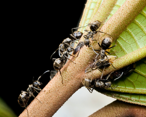 Dolichoderus mesonotalisDolichoderus mesonotalis