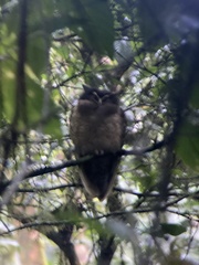 Image of Lophostrix cristata