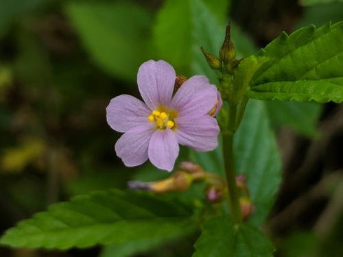 Melochia pyramidata
