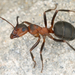 Scottish Wood Ant - Photo (c) gernotkunz, all rights reserved, uploaded by gernotkunz