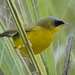 Black-lored Yellowthroat - Photo (c) Rudy Gelis, all rights reserved, uploaded by Rudy Gelis