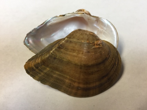 Deertoe Mussel